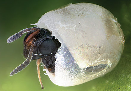 A female samurai wasp emerges from a brown marmorated stink bug egg.